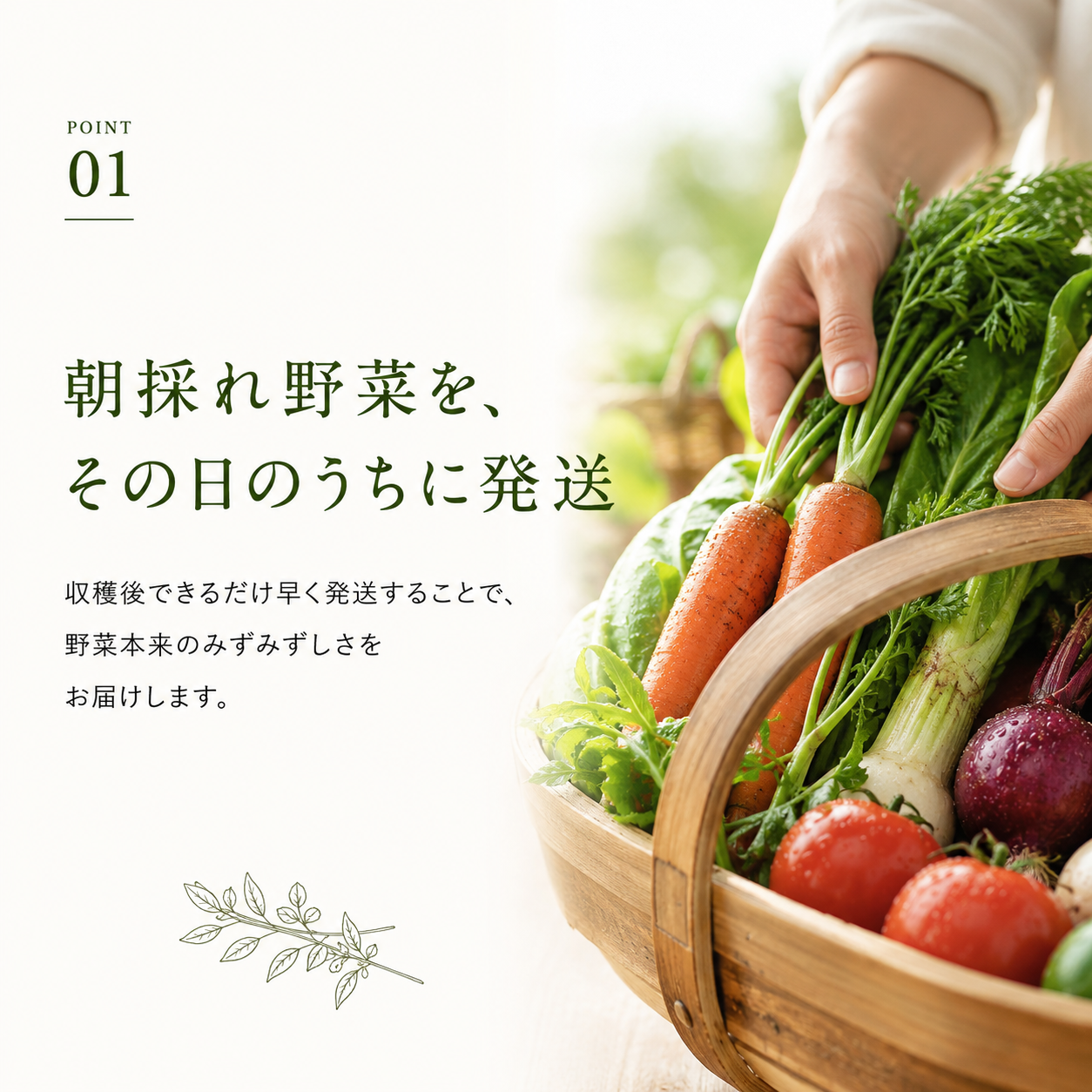 おまかせ野菜セットS【5種類~】