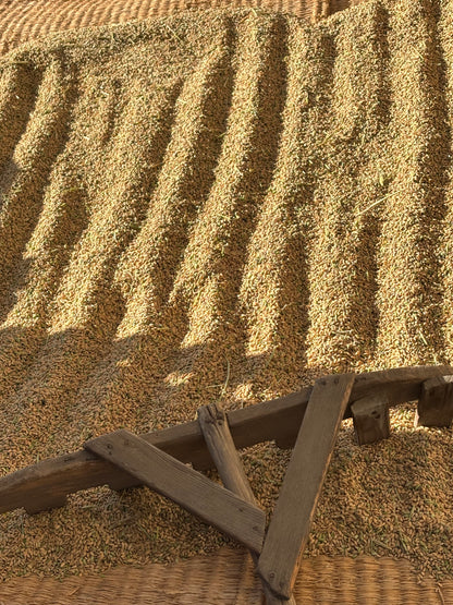 【2026年9月頃】天日干し夢つくし玄米（赤村産）