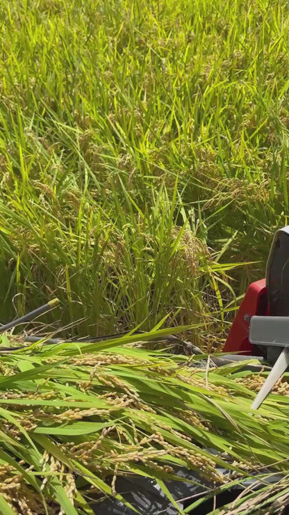 【2026年9月頃】天日干し夢つくし玄米（赤村産）